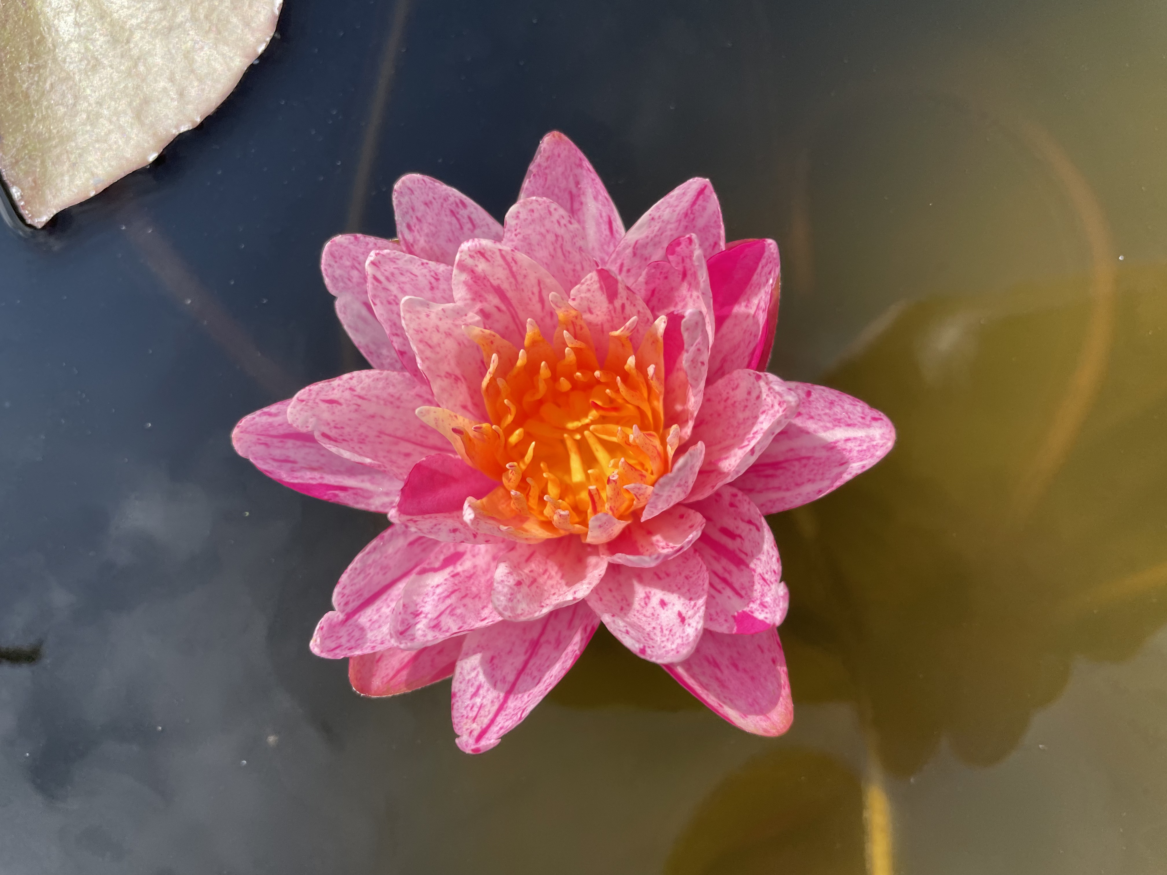 Nymphaea Pink Spot
