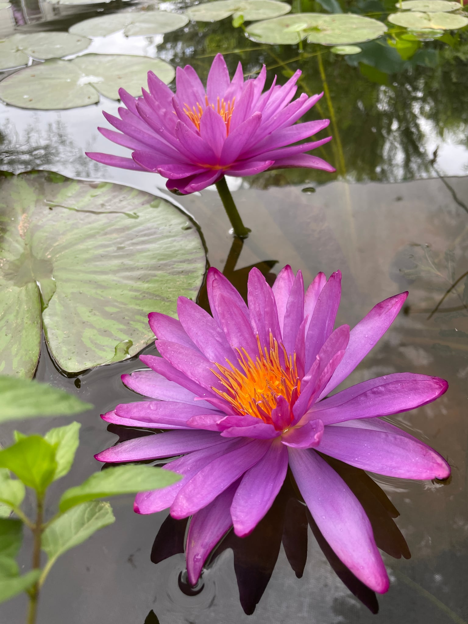 Nymphaea Dawan