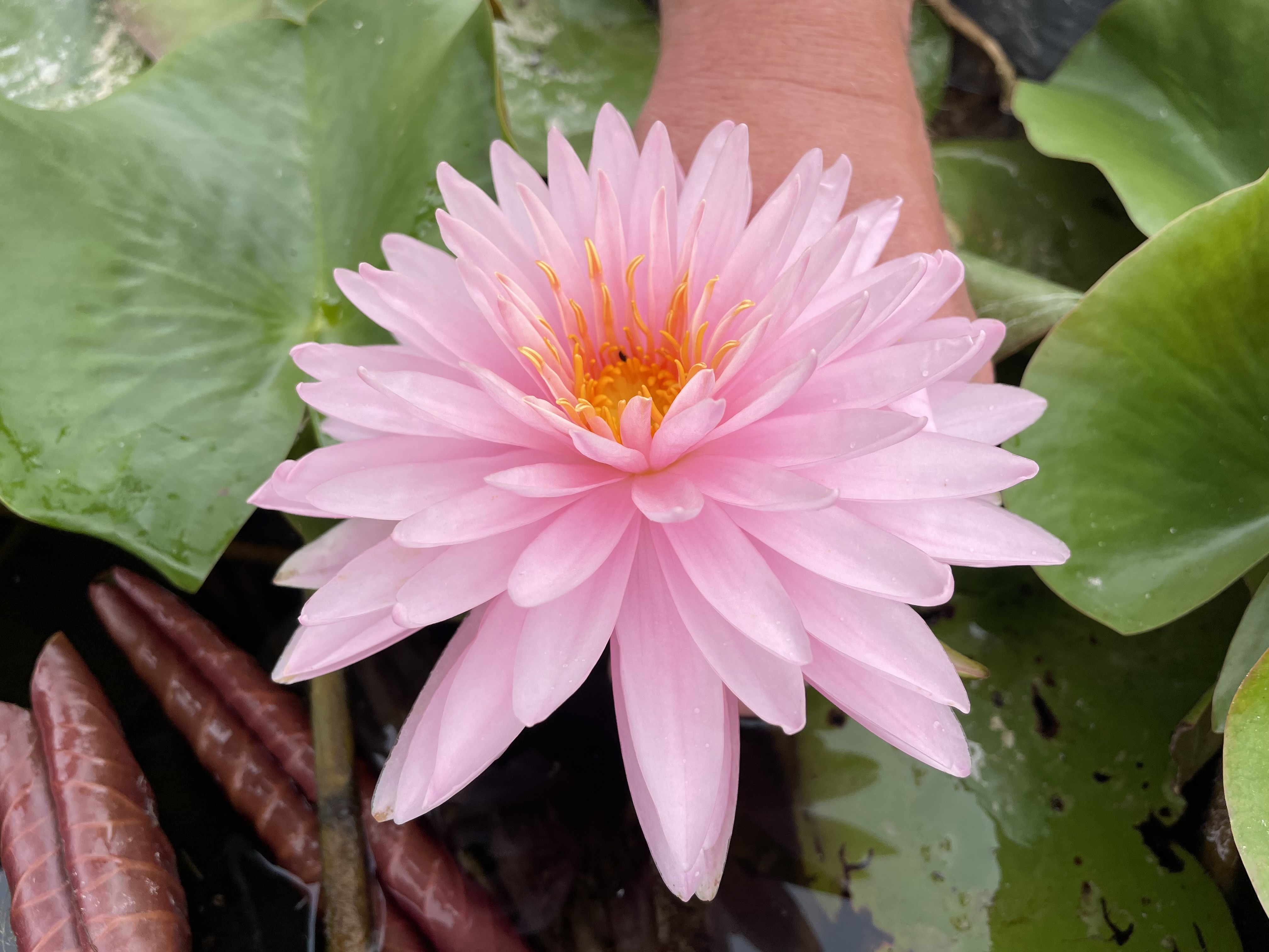 Nymphaea Kong Khwan