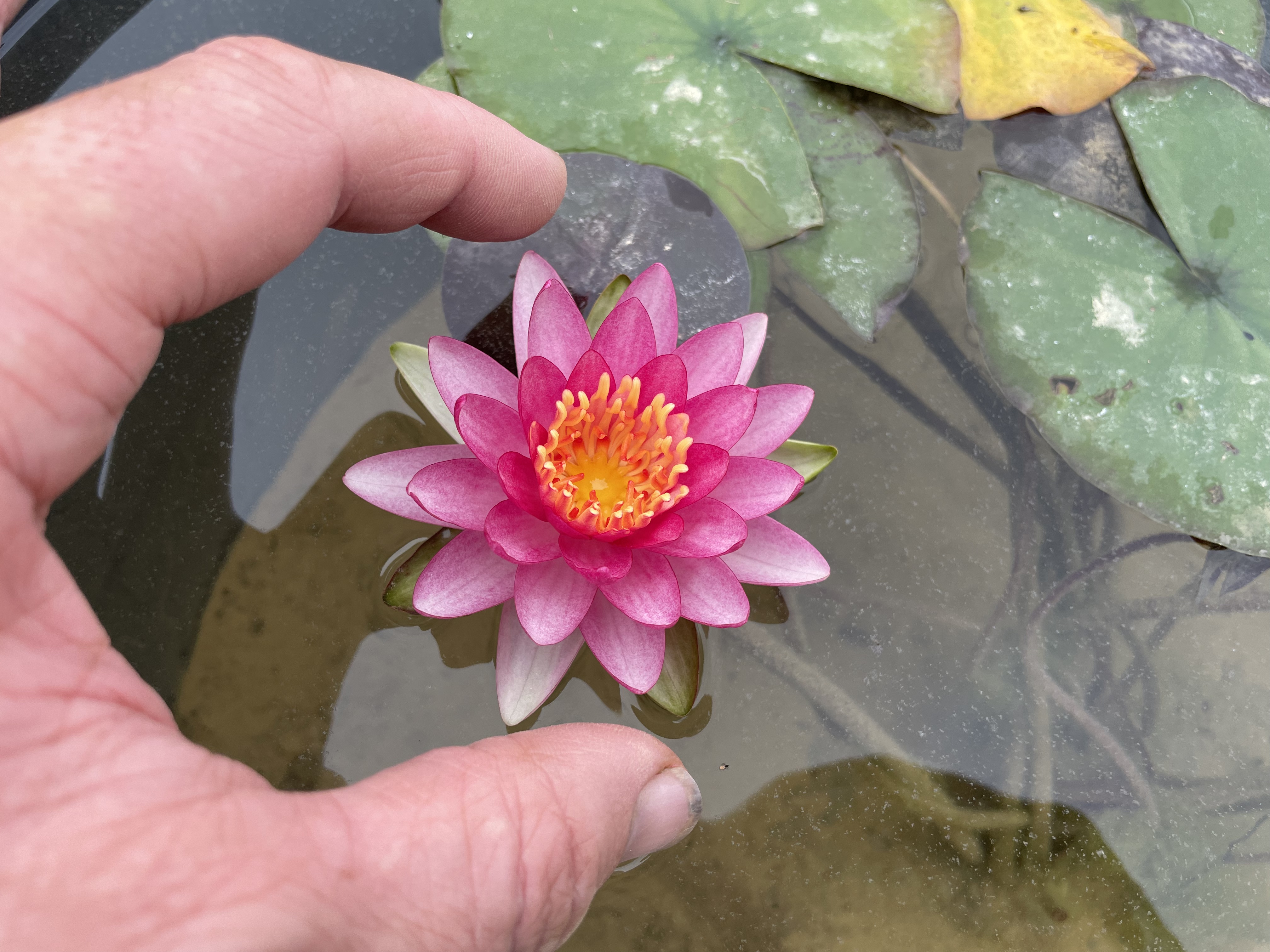 Nymphaea Gabriel's Lellebel
