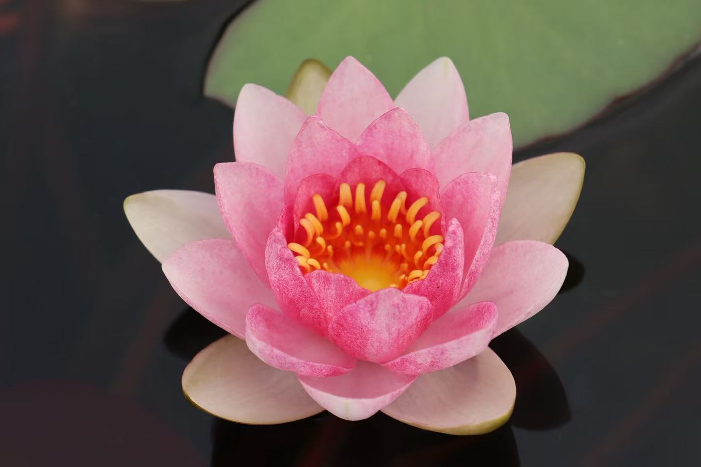 Nymphaea Fabiola