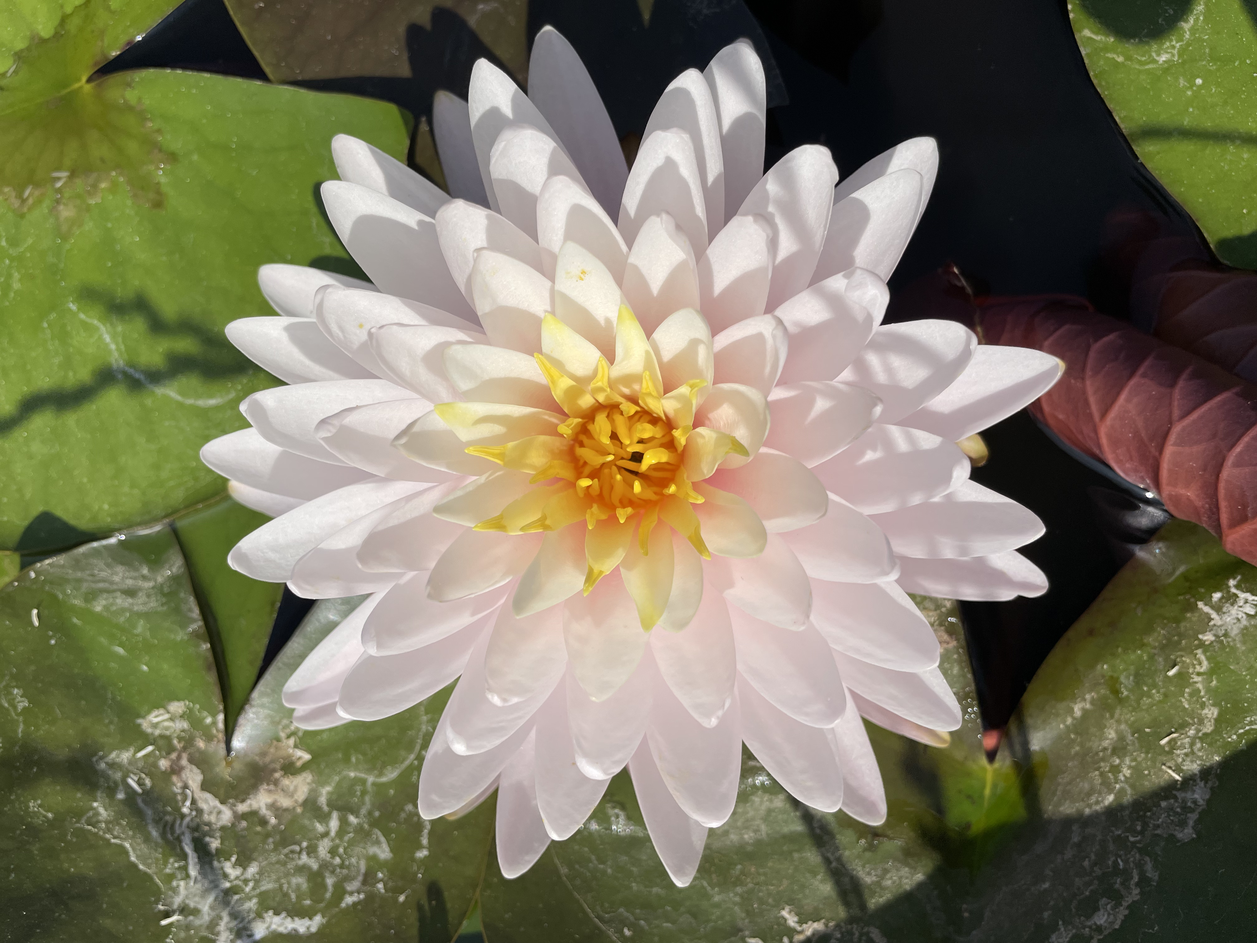 Nymphaea Gabriel's Easy Going