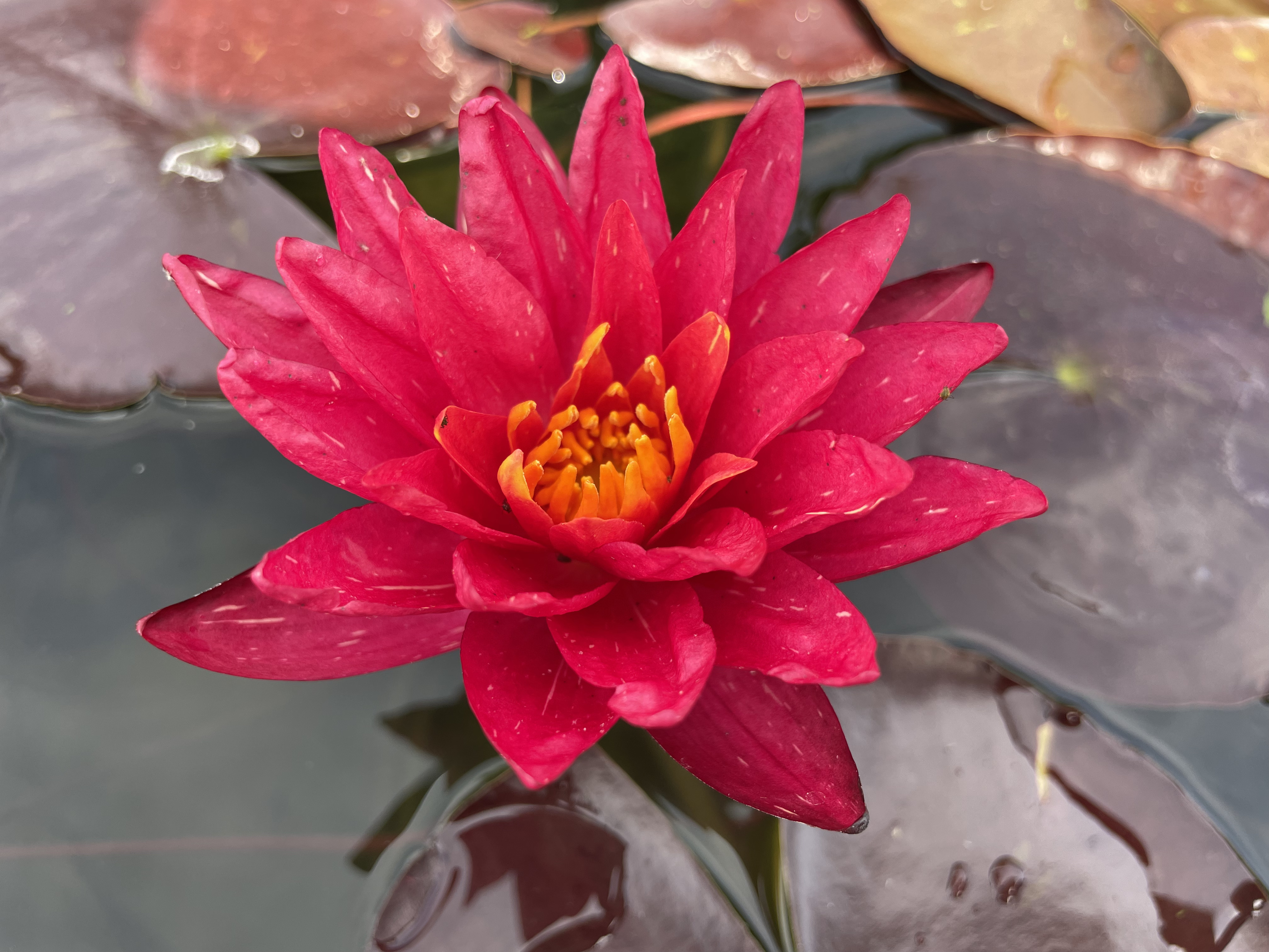 Nymphaea Red Revolution