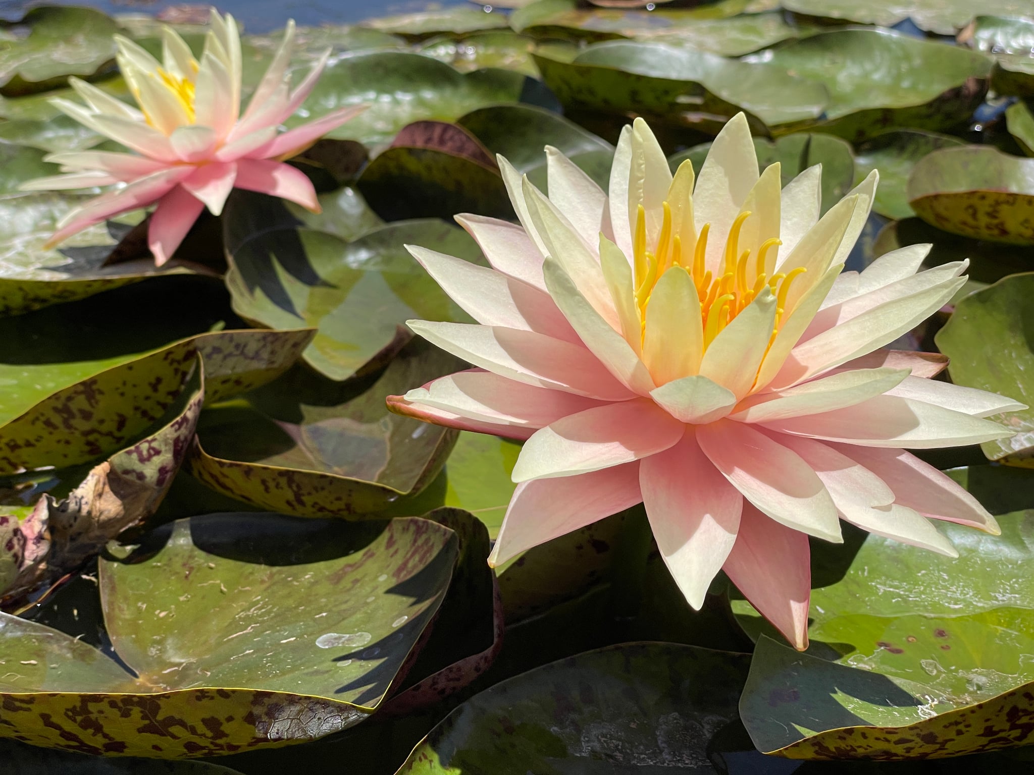 Nymphaea Fairy Skirt