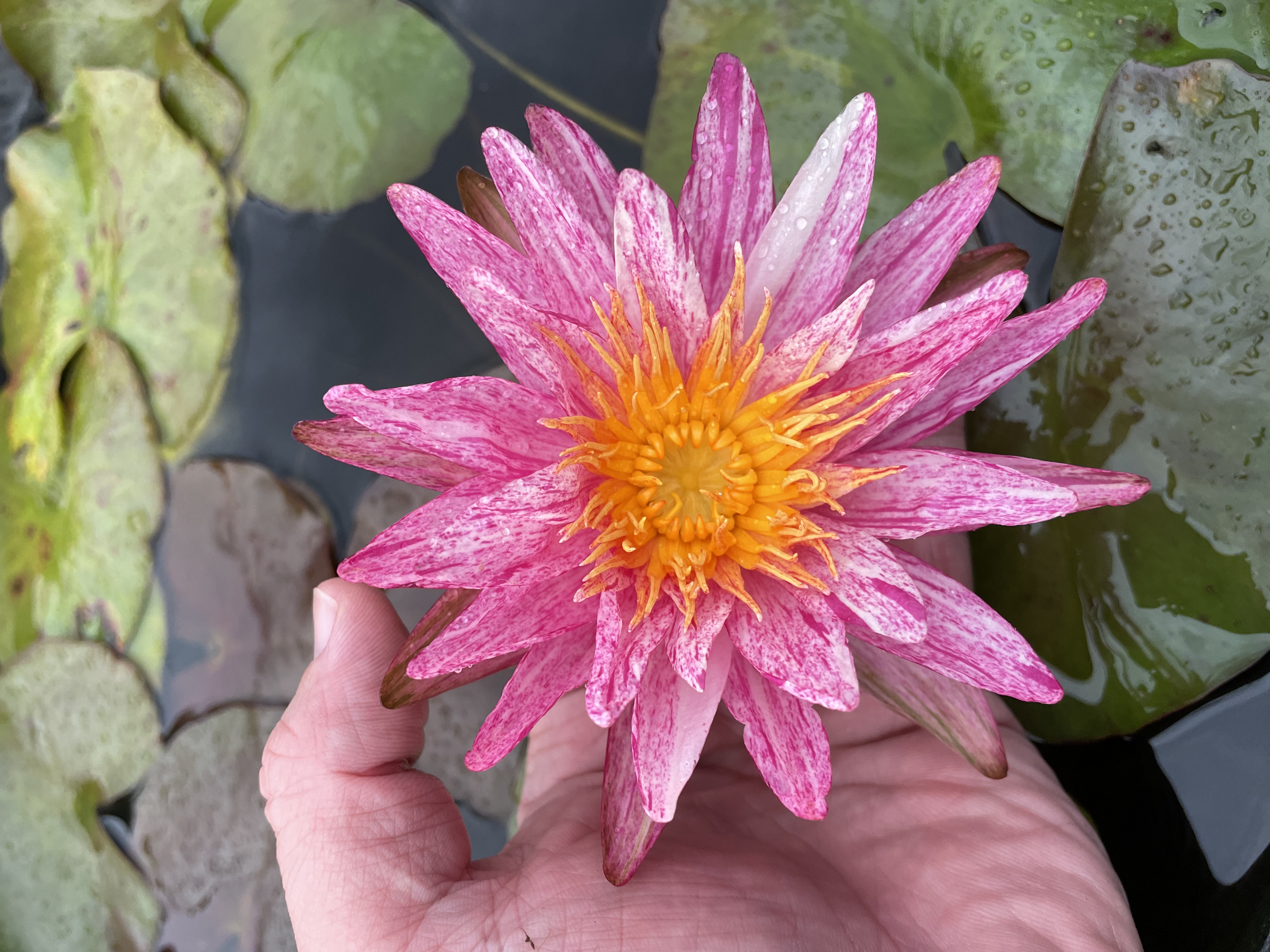 Nymphaea Sizzler