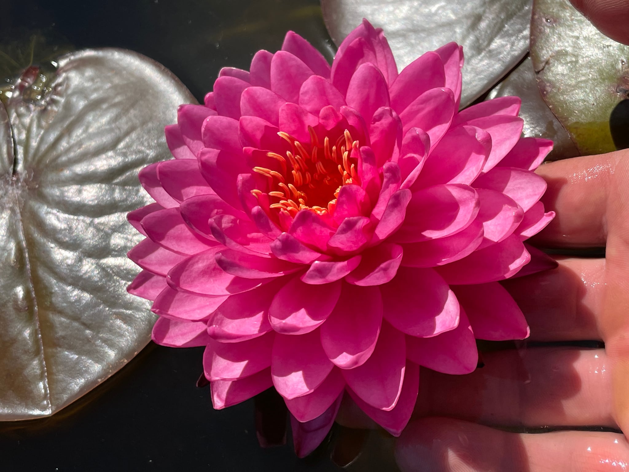 Nymphaea Flamingo Feathers