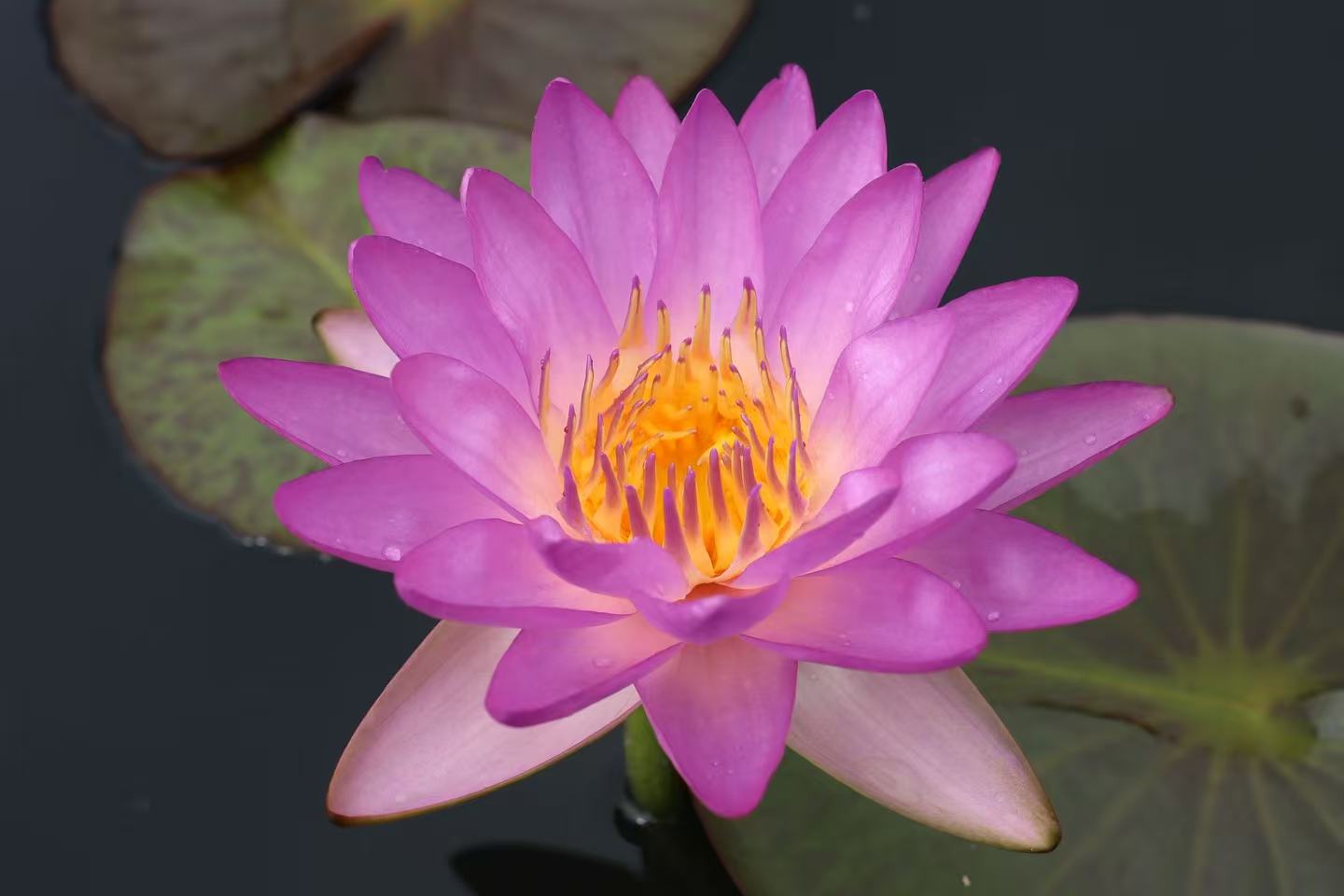Nymphaea Siam Purple 2