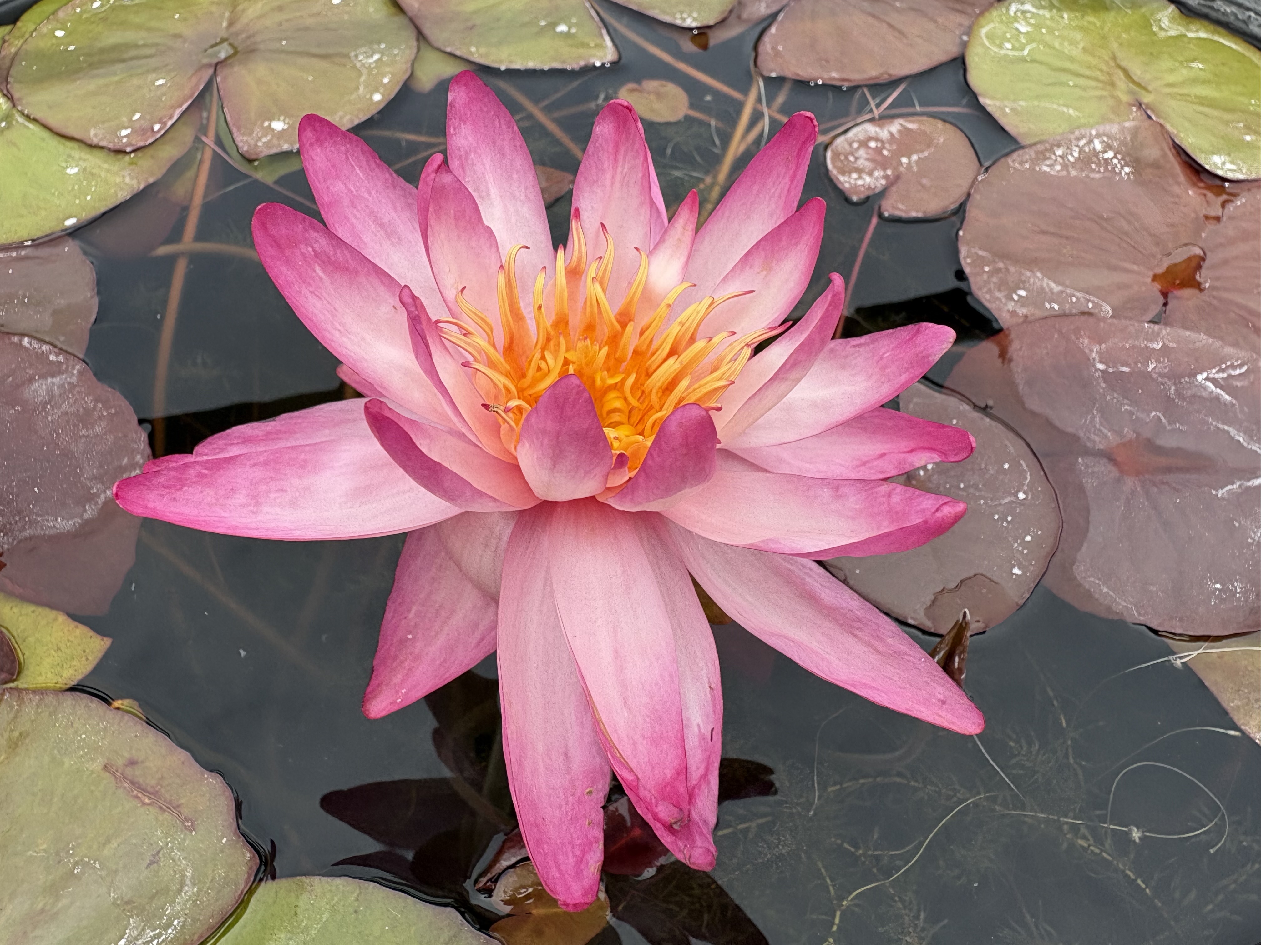 Nymphaea Thai Delight