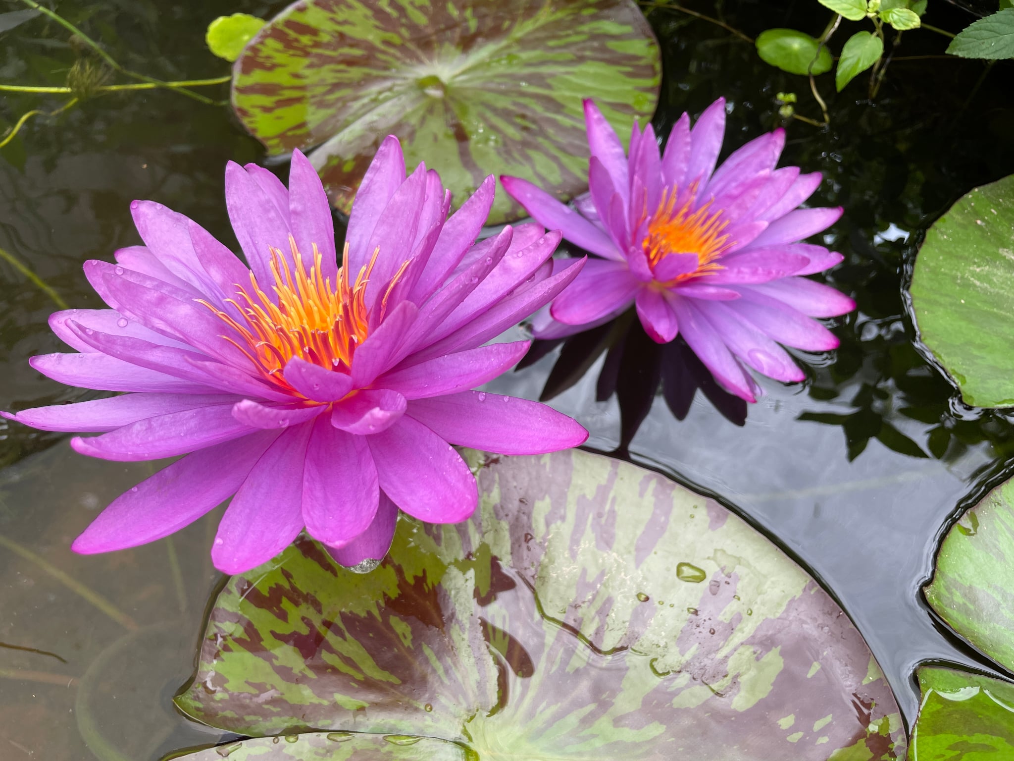 Nymphaea Dawan