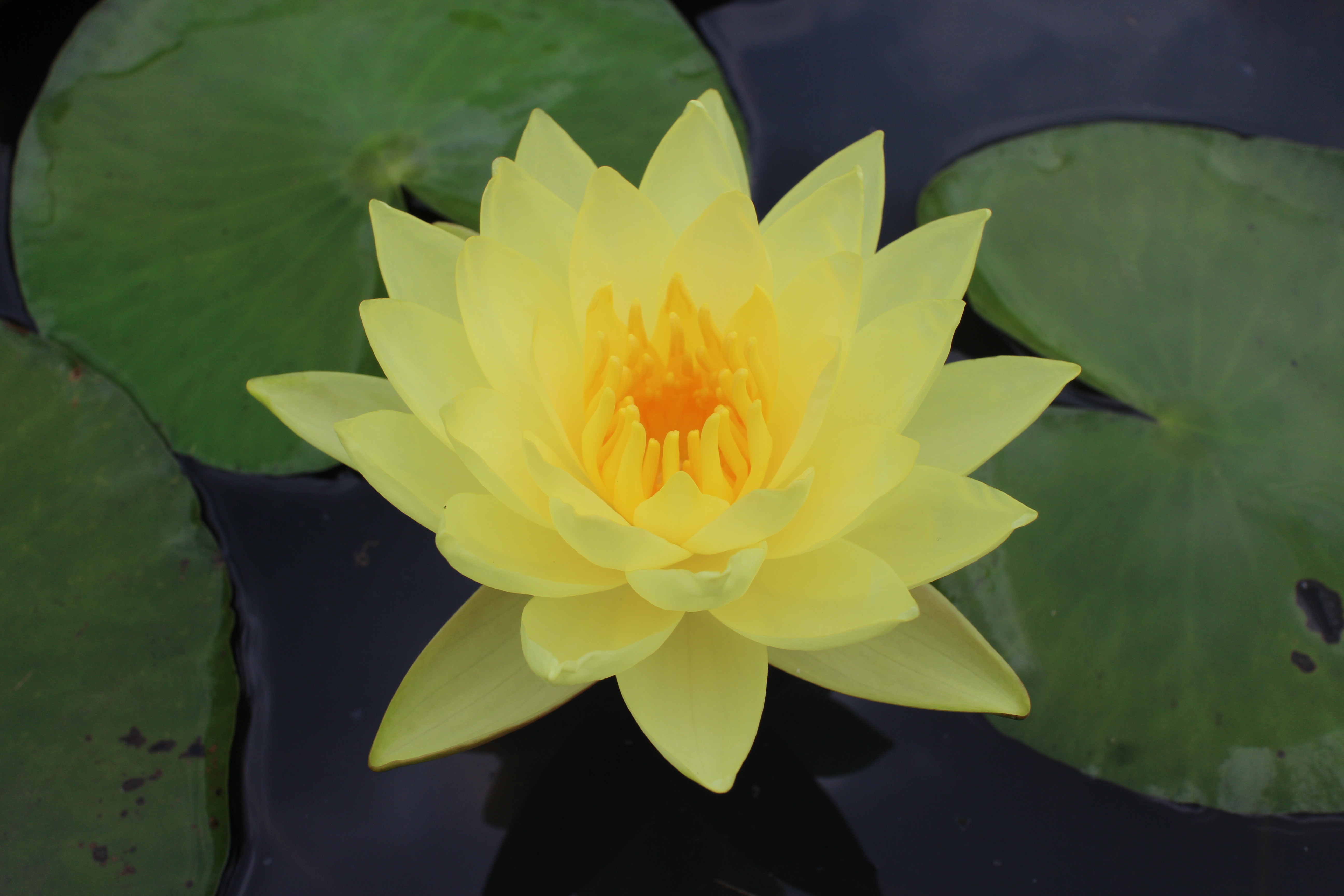 Nymphaea Joey Tomocik