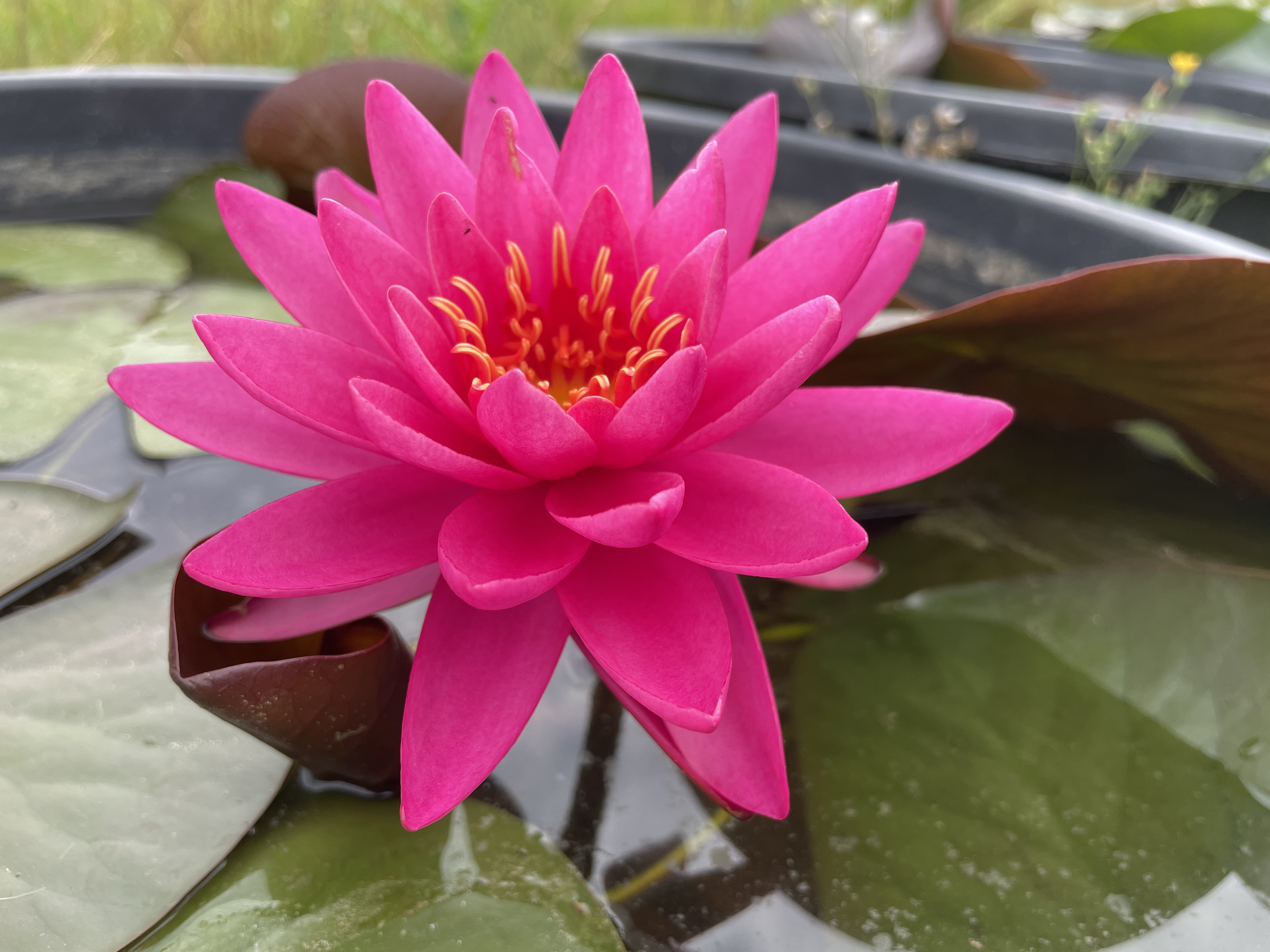 Nymphaea Tan Khwan