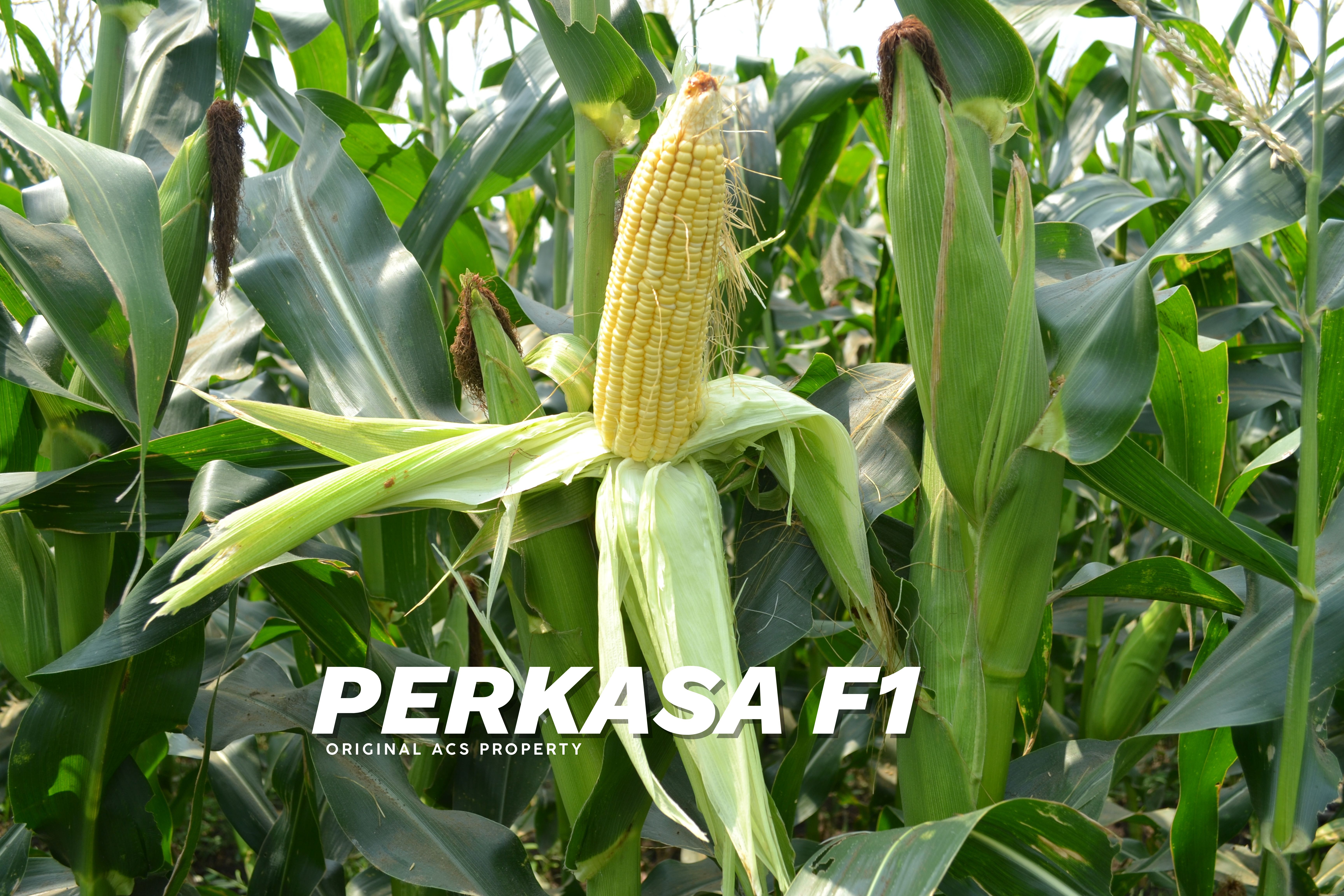 Perkasa F1