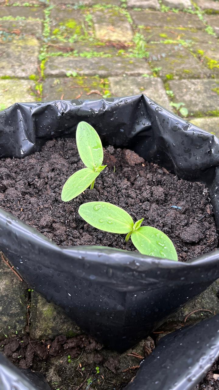 Bibit Tanaman Timun HAGAN F1