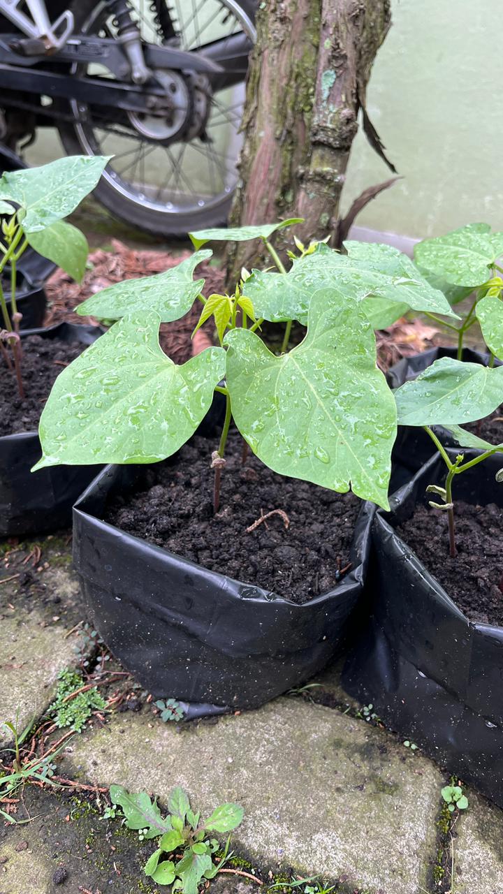 Bibit BUNCIS Fortuna