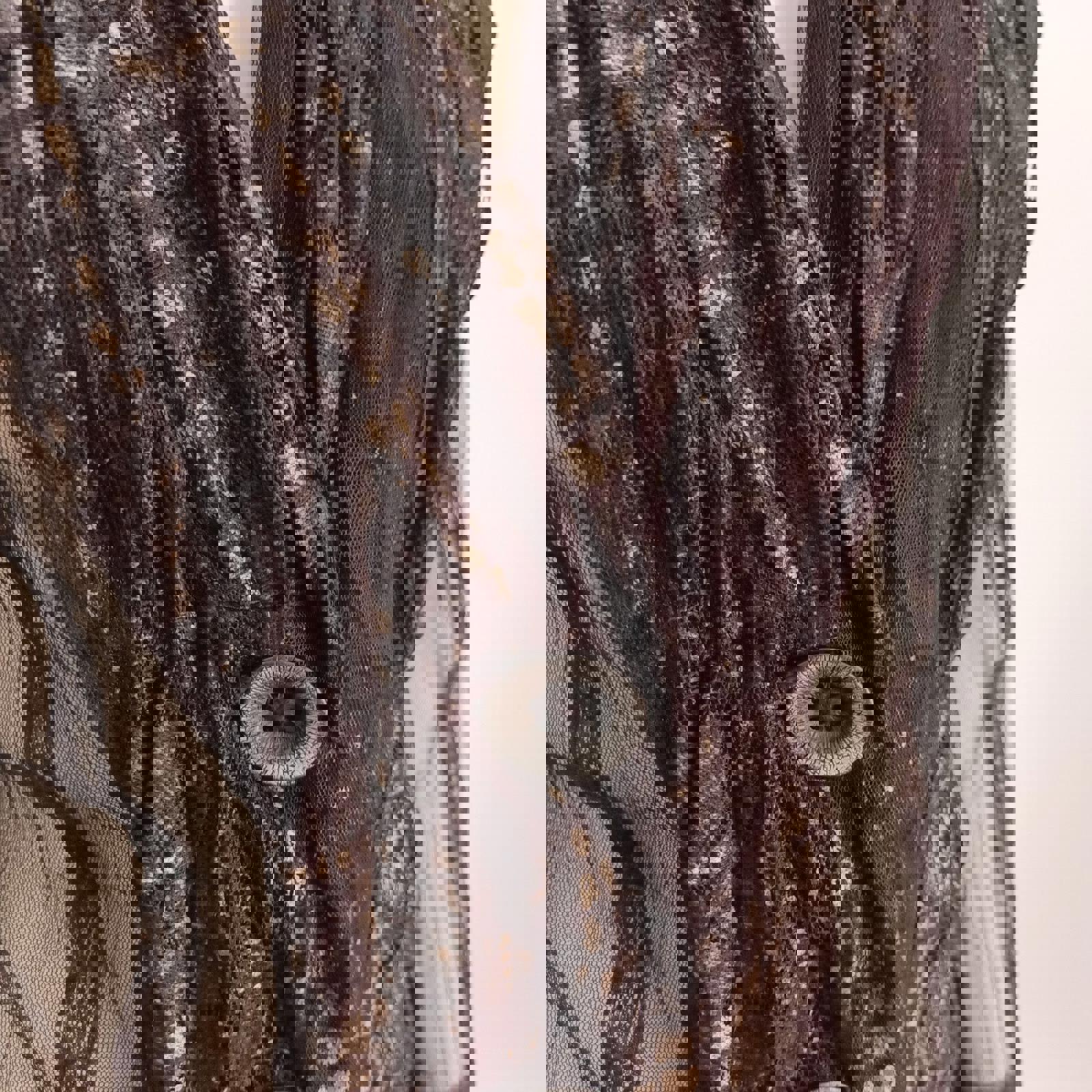 VERGE Abstract Brown Mesh Gold Blouse Jacket