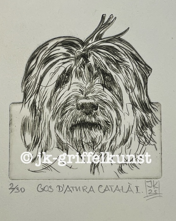 Originalradierung  Gos d’Atura Català l