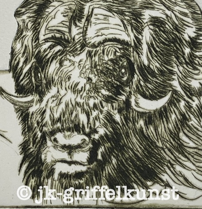 Originalradierung Moschusochse Dovrefjell Nationalpark