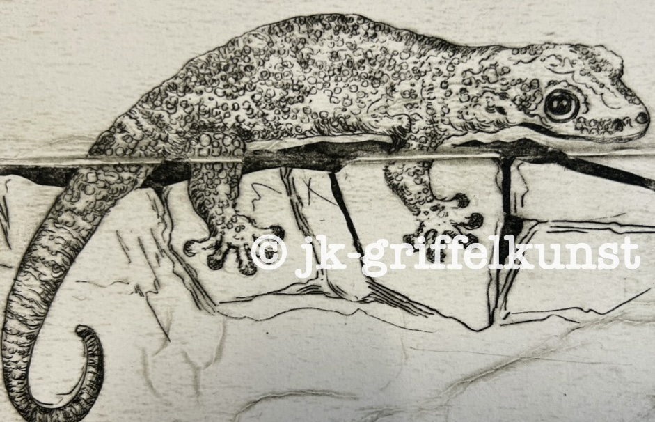 Originalradierung Gekko