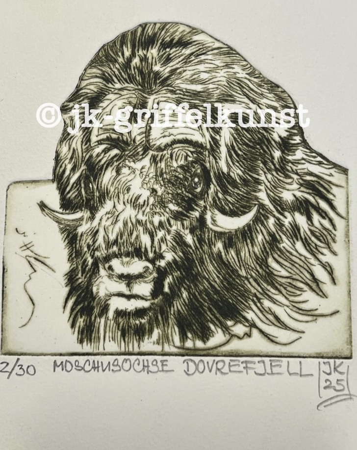 Originalradierung Moschusochse Dovrefjell Nationalpark