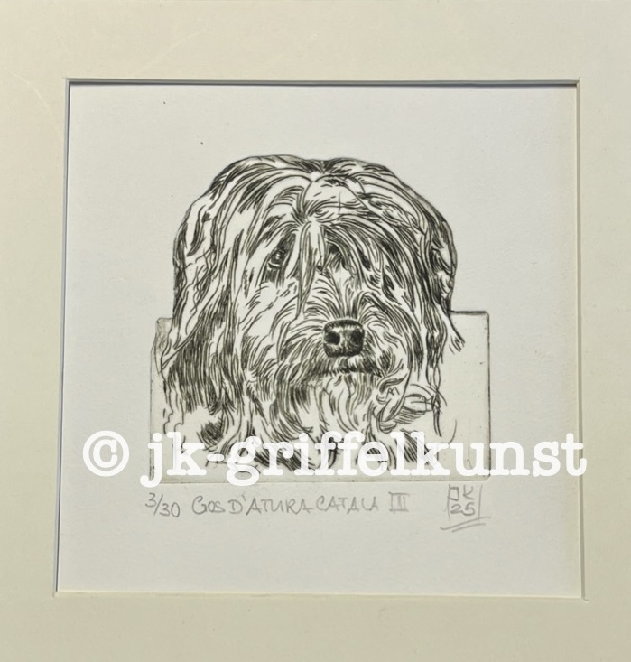 Originalradierung  Gos d’Atura Català lll