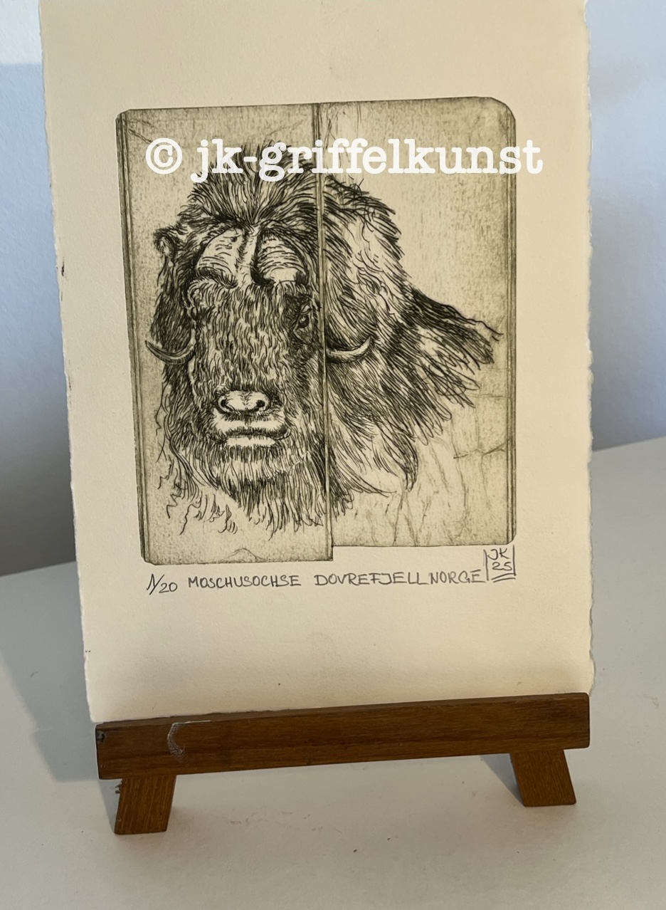 Originalradierung Moschusochse Dovrefjell Norge