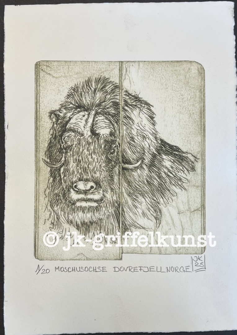Originalradierung Moschusochse Dovrefjell Norge