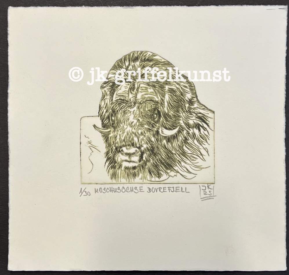 Originalradierung Moschusochse Dovrefjell Nationalpark