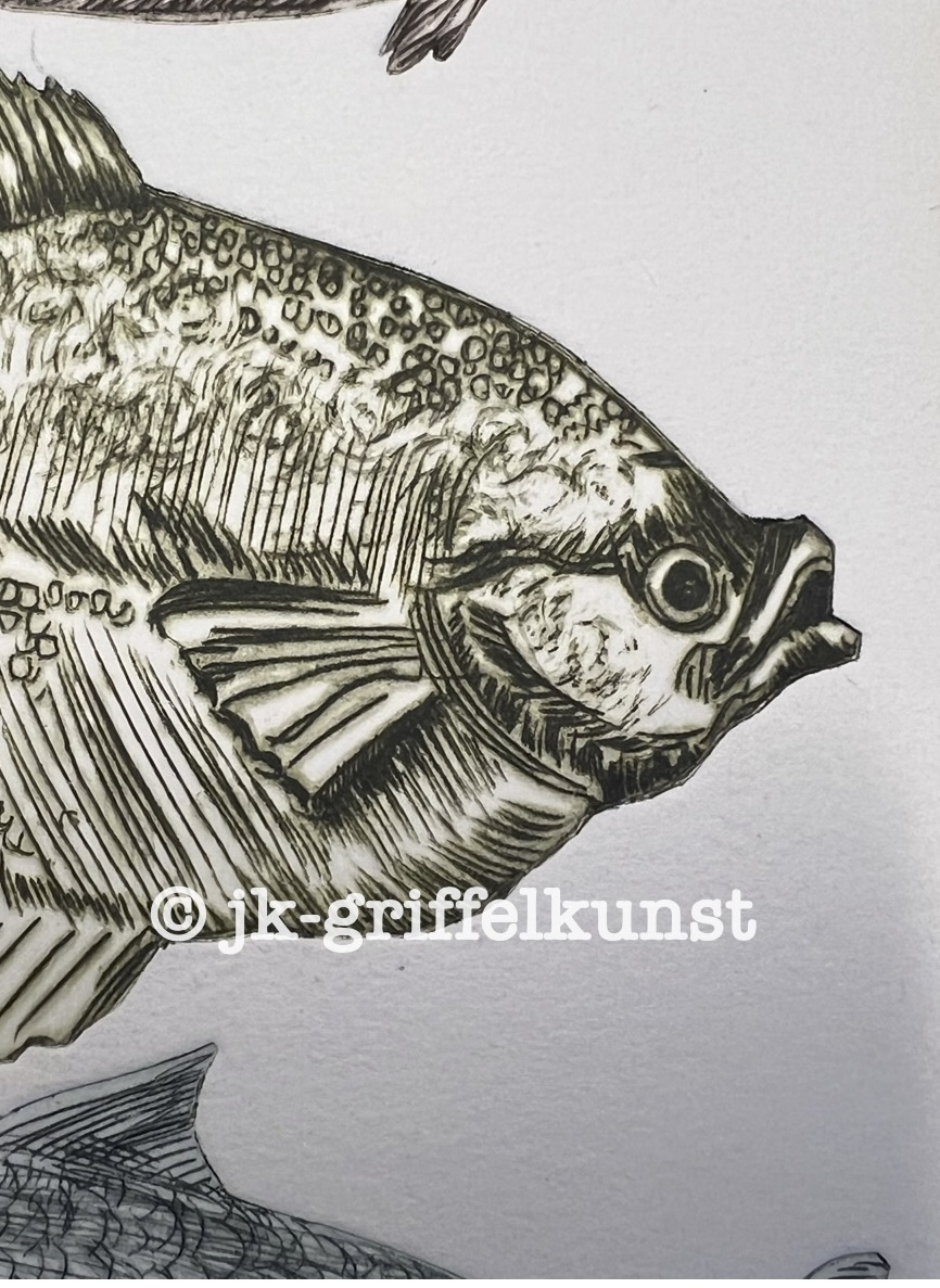 Originalradierung Fische