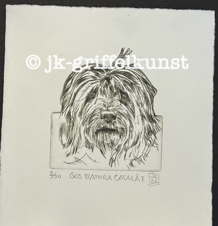 Originalradierung  Gos d’Atura Català l