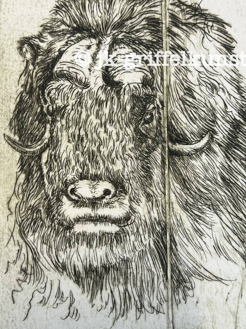 Originalradierung Moschusochse Dovrefjell Norge