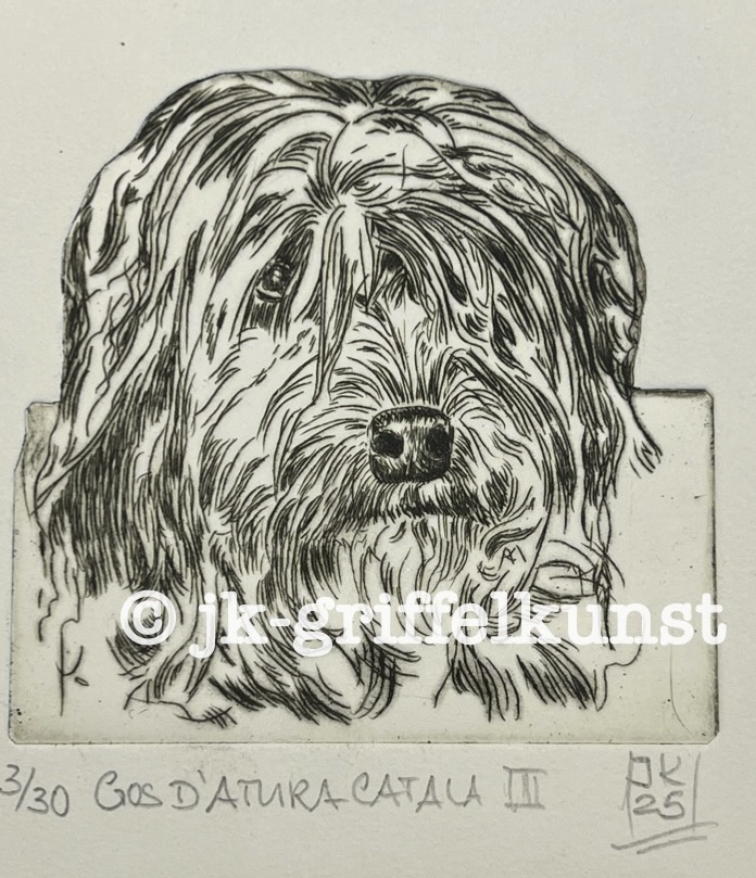 Originalradierung Gos d’Atura Català lll