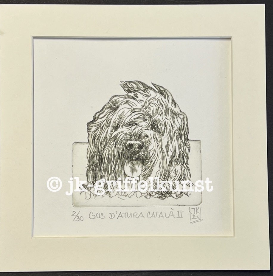 Originalradierung  Gos d’Atura Català ll