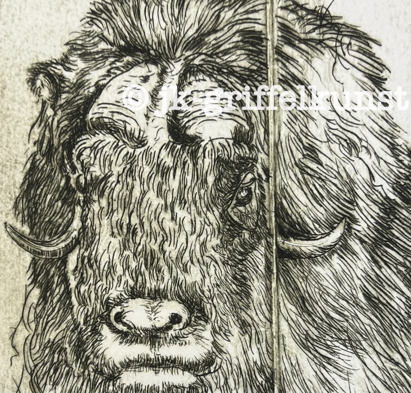 Originalradierung Moschusochse Dovrefjell Norge