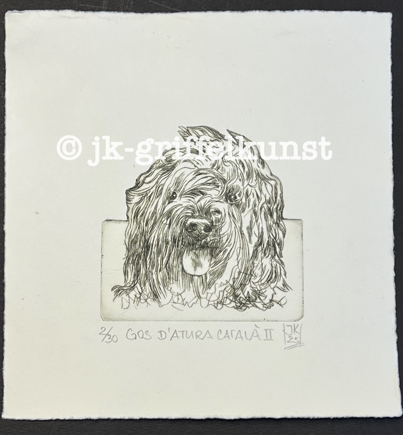 Originalradierung  Gos d’Atura Català ll