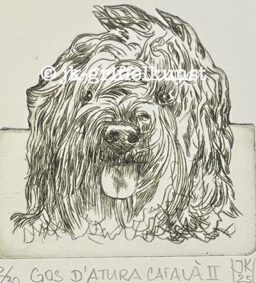 Originalradierung Gos d’Atura Català ll