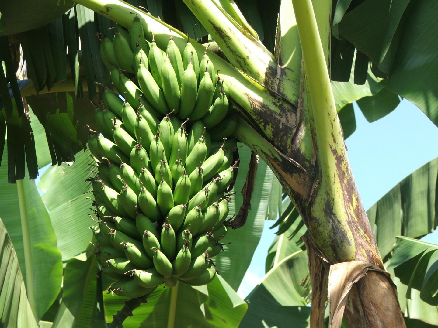 Fresh green bananas (Matooke)