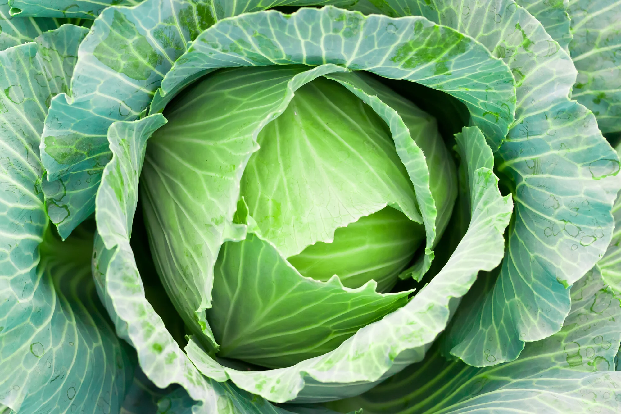 Fresh Green Cabbage