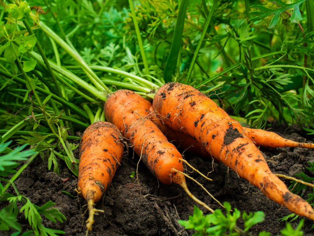 Fresh organic carrots