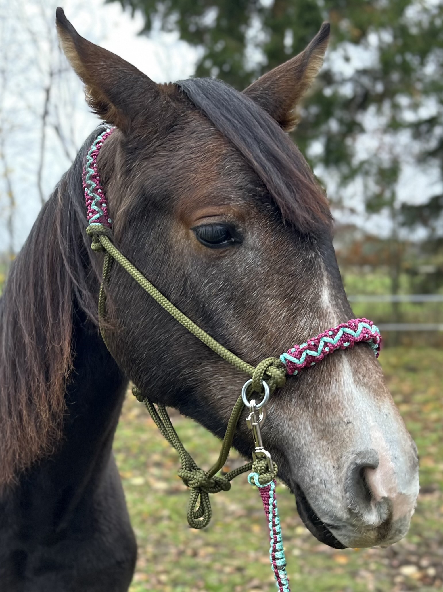 Kantaras + vedimo virvė "Zigzagas"