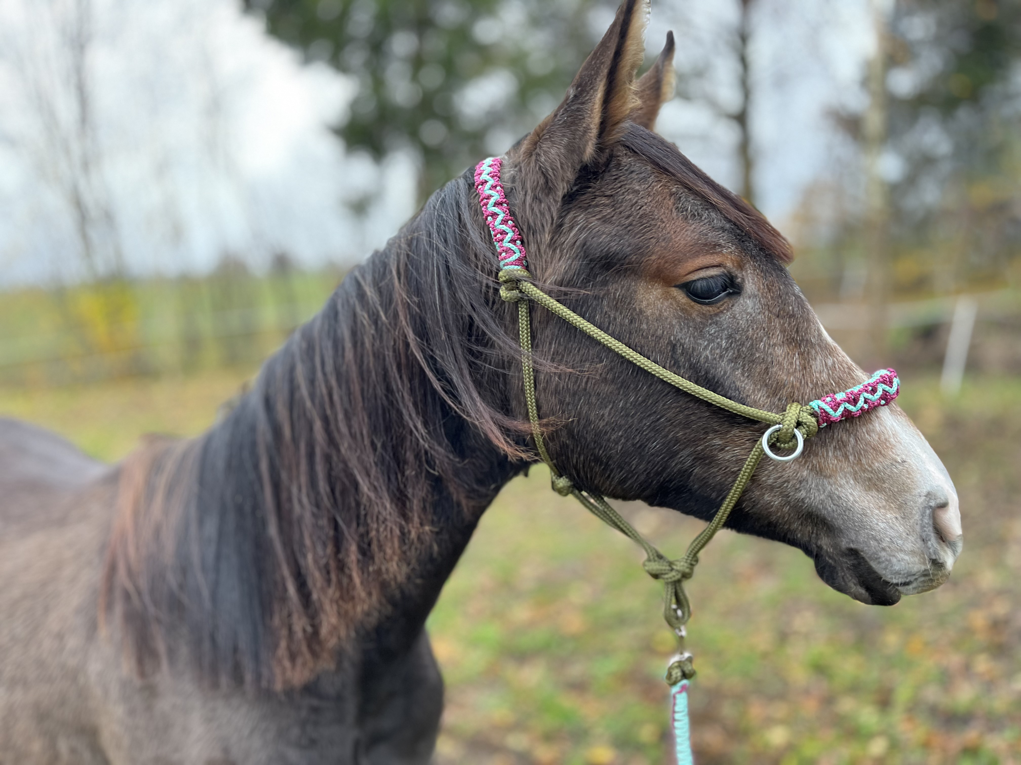 Kantaras + vedimo virvė "Zigzagas"