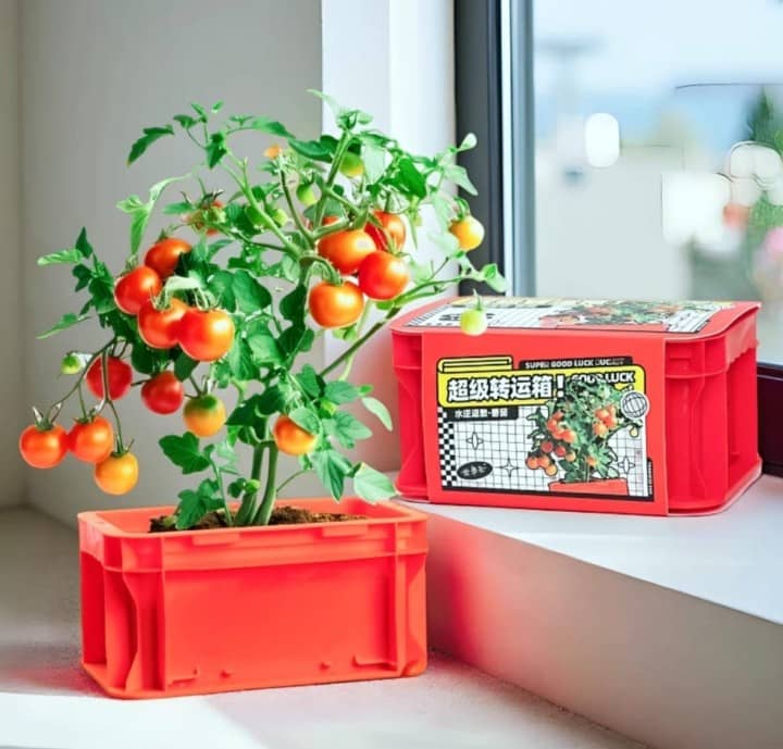 Plant Good Luck Transfer Box