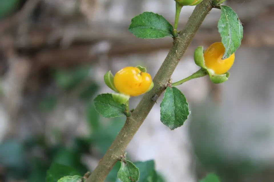 Streblus asper, Sand Paper Tree, Siamese rough bush, Toothbrush tree, piraai, பிராய் 