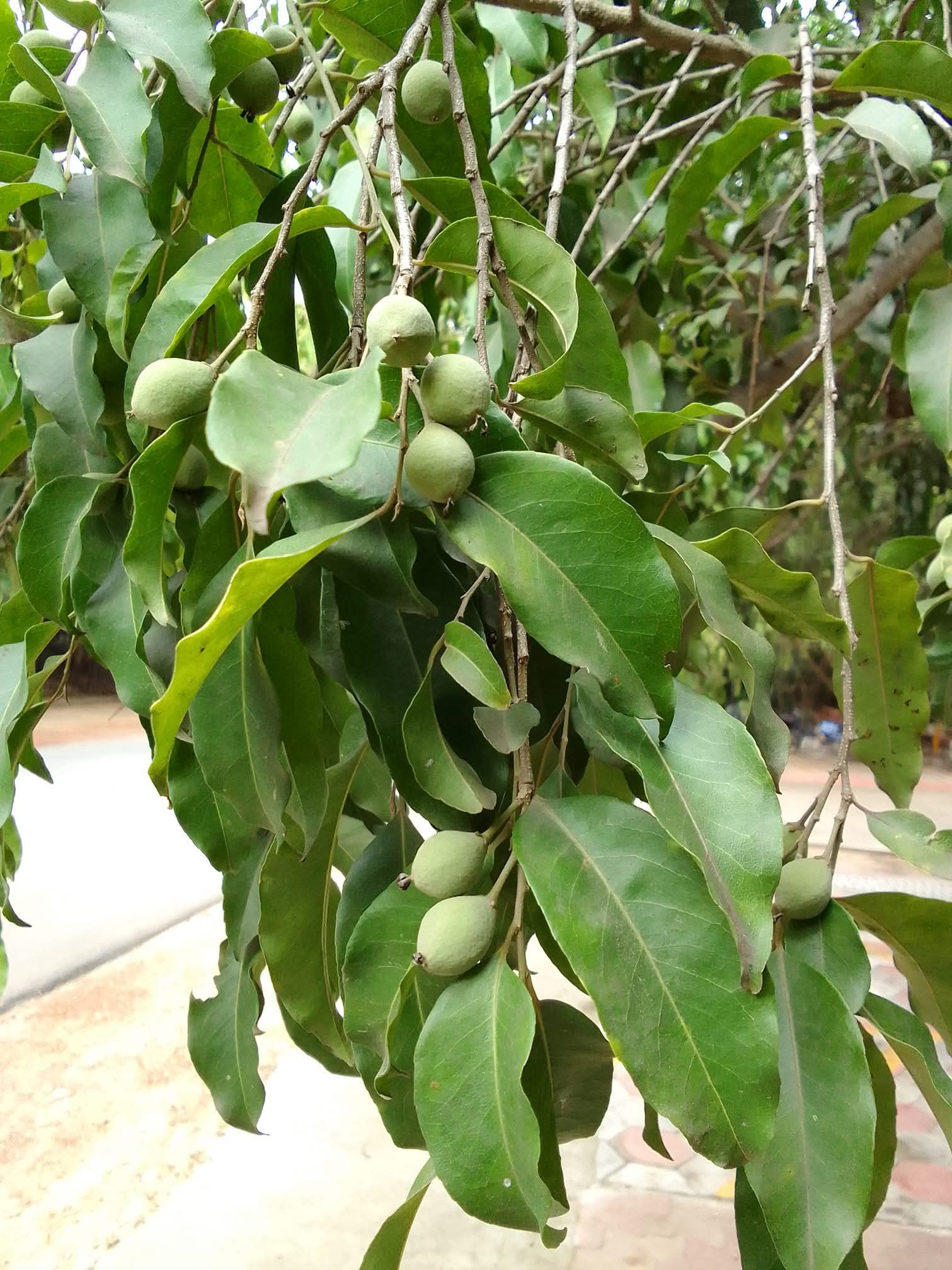 Putranjiva roxburghii,Putranjiva, Lucky Bean Tree, karupala, putranjeevi, கருபலா, புத்திரன்ஜீவி