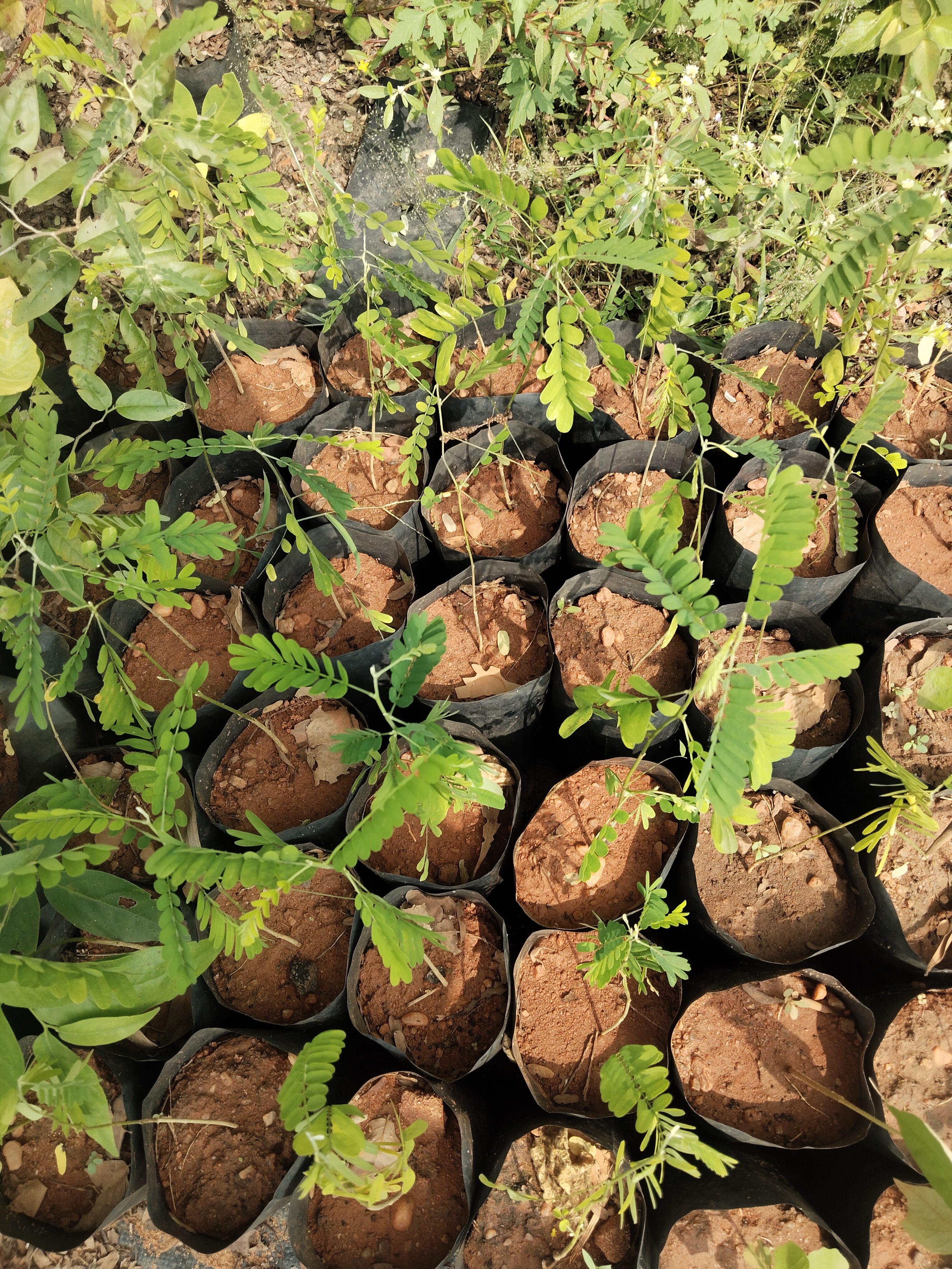 Abrus precatorius(black) , karuppu kundrumani, கருப்பு குன்றுமணி