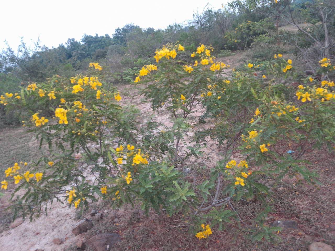 Senna auriculata, Tanner's Cassia, aavarampoo, ஆவாரம்பூ