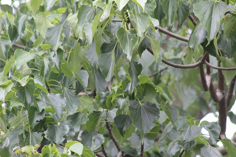 Gyrocarpus americanus, Helicopter Tree, vellaithankku, வெள்ளைதணக்கு
