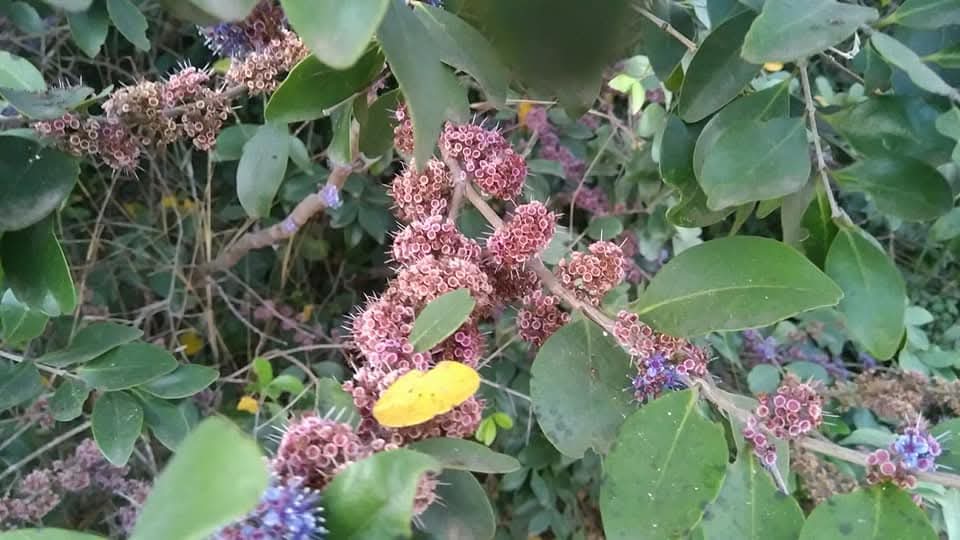 Memecylon umbellatum, Ironwood tree, kayampoo, kasaan, காயாம்பூ, காசான்