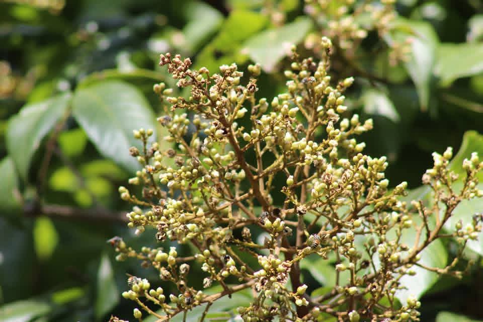 Sapindus trifoliatus, South India Soapnut, poovanthi, பூவந்தி
