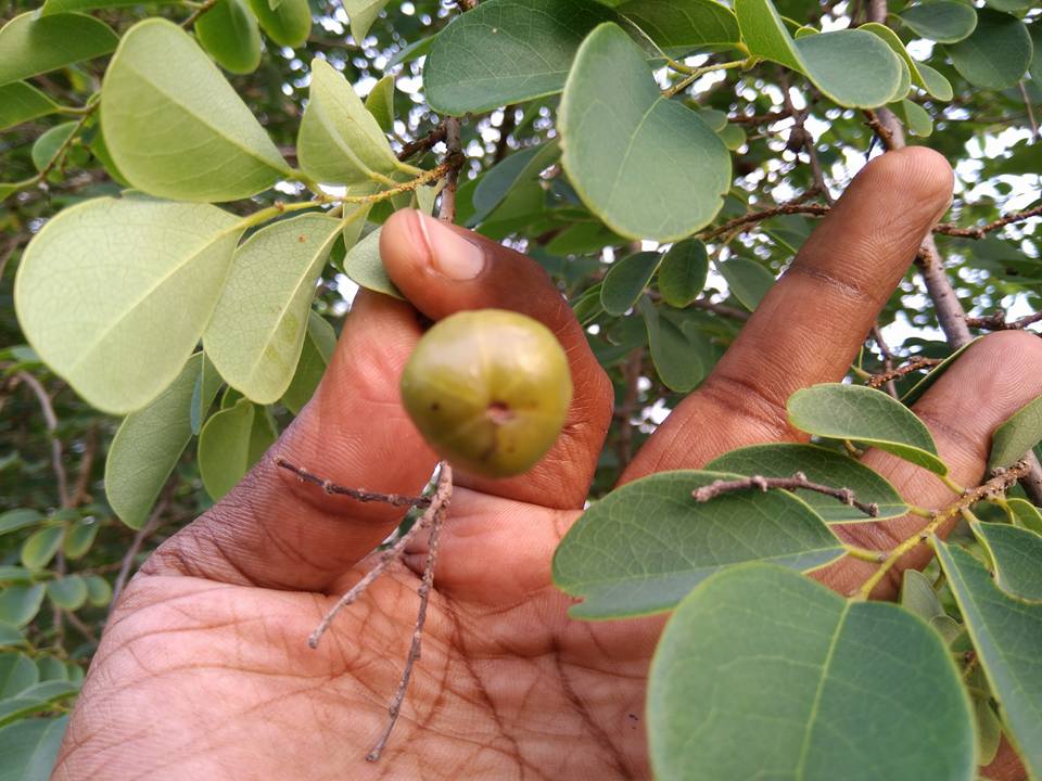 Cliestanthus collinus