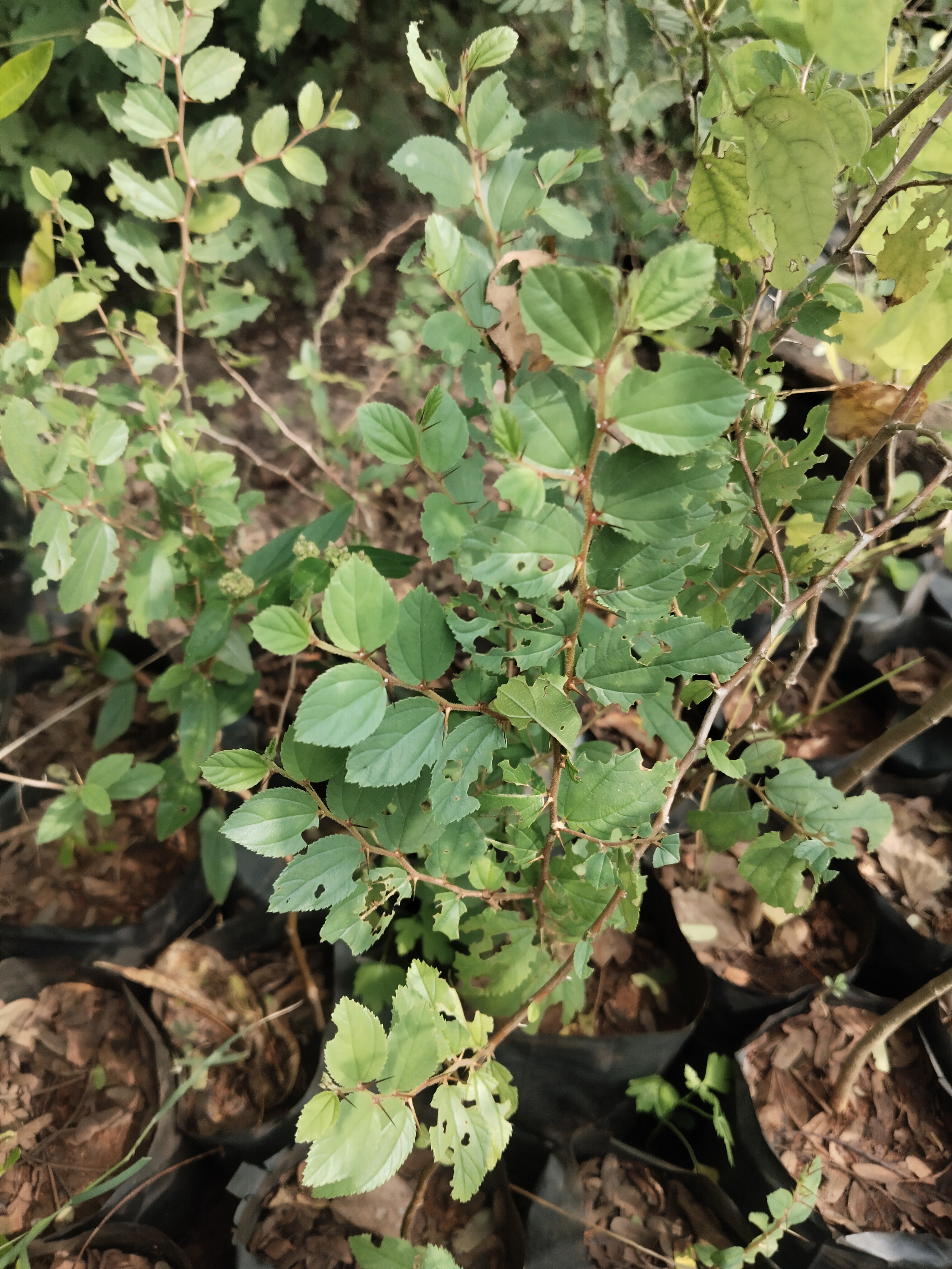Ziziphus mauritania, Indian plum, ilanthai, இலந்தை